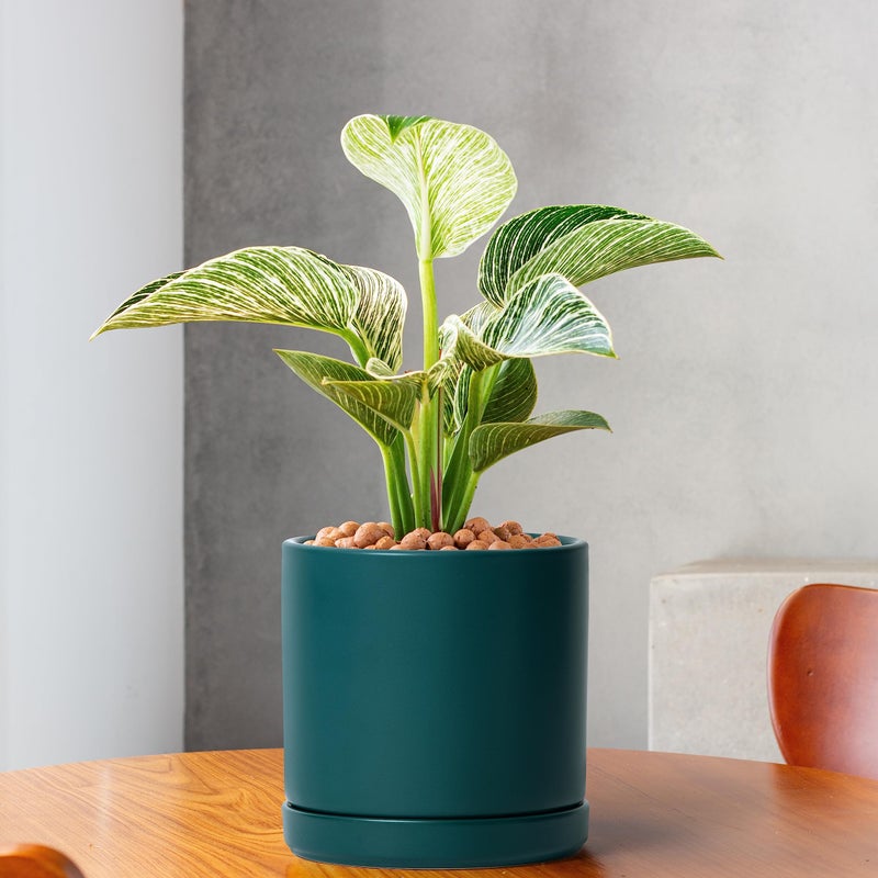D'vine Dev 6 Inch Ceramic Planter Pot with Drainage Hole and Saucer, Indoor Cylinder Round Planter Pot, Teal, 94-O-C-9 - Image 2